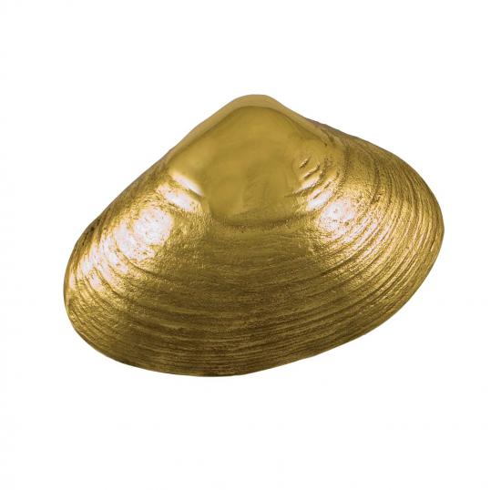 Surf Clam Door Knocker